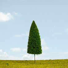 model trees